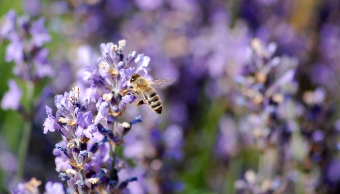 Biene am Lavendel