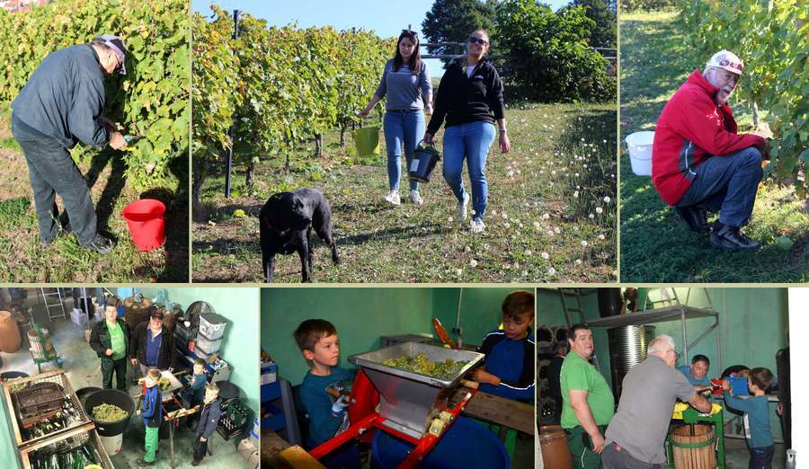 Impressionen der Weinlese 2019 